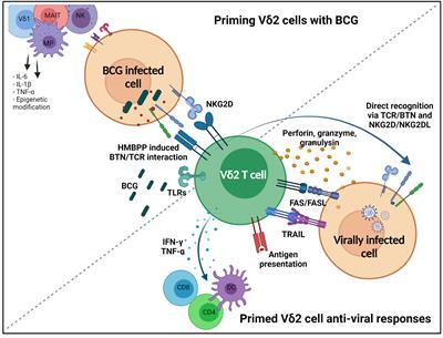 Cheap and Commonplace: Making the Case for BCG and γδ T Cells in COVID-19